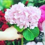 あじさいの切り花｜「いろは花店」　（滋賀県守山市の花キューピット加盟店 花屋）のブログ