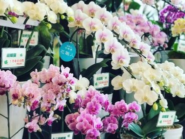 敬老の日＊｜「いろは花店」　（滋賀県守山市の花キューピット加盟店 花屋）のブログ