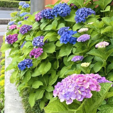 季節の彩り＊｜「いろは花店」　（滋賀県守山市の花キューピット加盟店 花屋）のブログ